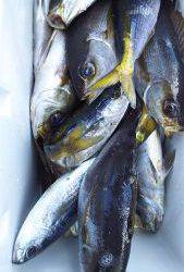 伊豆下田フィッシング 釣果