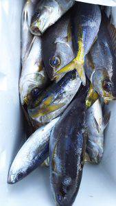 伊豆下田フィッシング 釣果