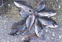 伊豆下田フィッシング 釣果