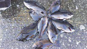 伊豆下田フィッシング 釣果