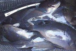 伊豆下田フィッシング 釣果