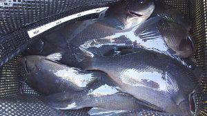 伊豆下田フィッシング 釣果