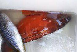 伊豆下田フィッシング 釣果