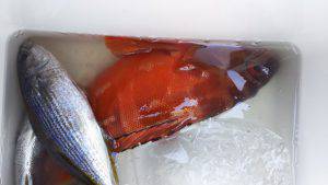 伊豆下田フィッシング 釣果