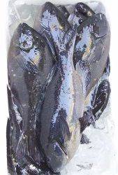 伊豆下田フィッシング 釣果