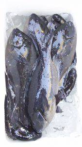 伊豆下田フィッシング 釣果