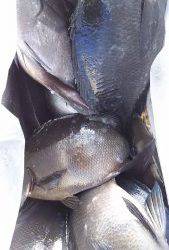 伊豆下田フィッシング 釣果