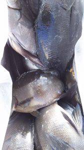 伊豆下田フィッシング 釣果