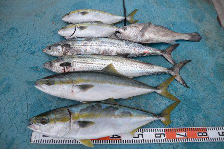 アジアマリンサービス 釣果