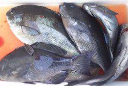 伊豆下田フィッシング 釣果