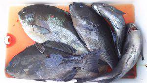 伊豆下田フィッシング 釣果