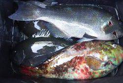 伊豆下田フィッシング 釣果