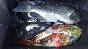 伊豆下田フィッシング 釣果