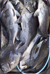 伊豆下田フィッシング 釣果