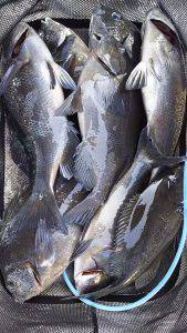 伊豆下田フィッシング 釣果