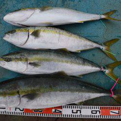 アジアマリンサービス 釣果