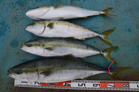 アジアマリンサービス 釣果