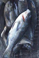 伊豆下田フィッシング 釣果