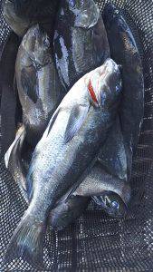 伊豆下田フィッシング 釣果