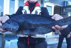 伊豆下田フィッシング 釣果