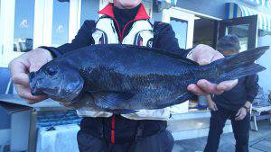 伊豆下田フィッシング 釣果