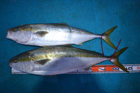 アジアマリンサービス 釣果