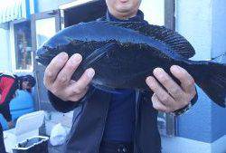 伊豆下田フィッシング 釣果