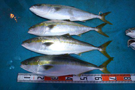 アジアマリンサービス 釣果