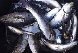 伊豆下田フィッシング 釣果