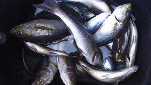 伊豆下田フィッシング 釣果