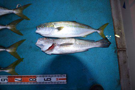 アジアマリンサービス 釣果