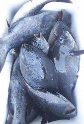 伊豆下田フィッシング 釣果