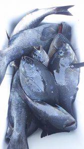 伊豆下田フィッシング 釣果