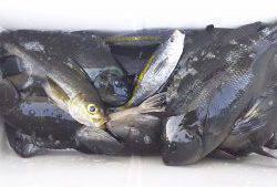 伊豆下田フィッシング 釣果