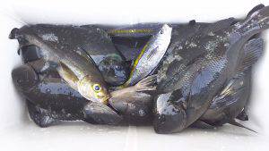 伊豆下田フィッシング 釣果