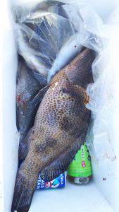 伊豆下田フィッシング 釣果