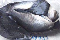 伊豆下田フィッシング 釣果