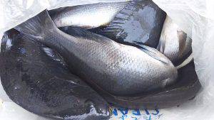 伊豆下田フィッシング 釣果