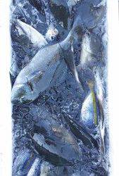 伊豆下田フィッシング 釣果