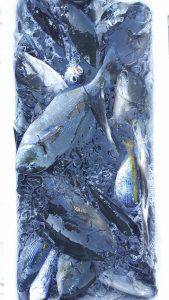 伊豆下田フィッシング 釣果