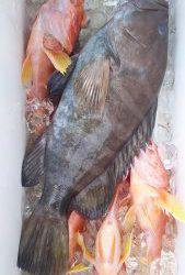 伊豆下田フィッシング 釣果