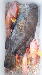 伊豆下田フィッシング 釣果