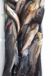 伊豆下田フィッシング 釣果