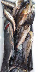 伊豆下田フィッシング 釣果