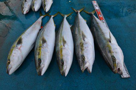 アジアマリンサービス 釣果