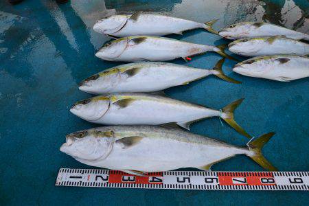 アジアマリンサービス 釣果