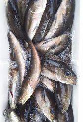 伊豆下田フィッシング 釣果