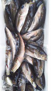 伊豆下田フィッシング 釣果