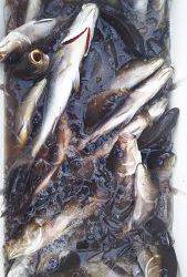 伊豆下田フィッシング 釣果