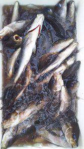 伊豆下田フィッシング 釣果